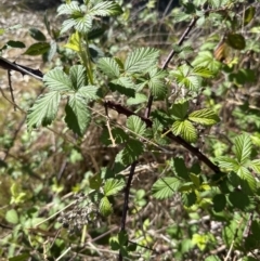 Rubus anglocandicans at Blowering, NSW - 7 Oct 2023