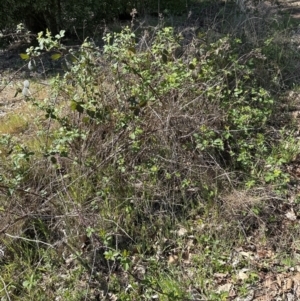 Rubus anglocandicans at Blowering, NSW - 7 Oct 2023 10:58 AM