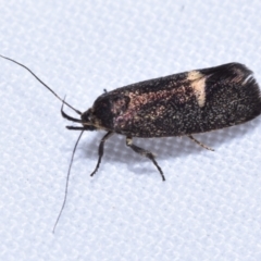 Leistomorpha brontoscopa (A concealer moth) at Greenleigh, NSW - 1 Oct 2023 by DianneClarke