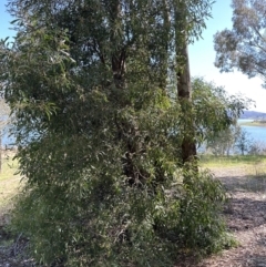 Acacia melanoxylon at Blowering, NSW - 7 Oct 2023 11:03 AM