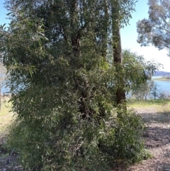 Acacia melanoxylon at Blowering, NSW - 7 Oct 2023