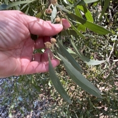 Acacia melanoxylon at Blowering, NSW - 7 Oct 2023 11:03 AM