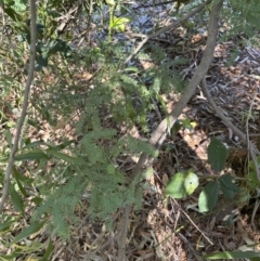 Acacia melanoxylon at Blowering, NSW - 7 Oct 2023