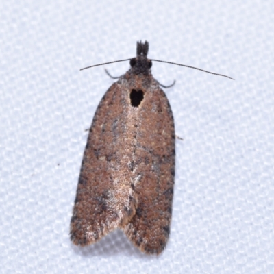 Cryptaspasma sordida (A Tortricid moth (Olethreutinae)) at Greenleigh, NSW - 2 Oct 2023 by DianneClarke