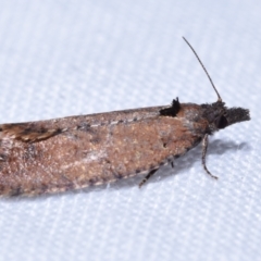 Cryptaspasma sordida at Greenleigh, NSW - 2 Oct 2023