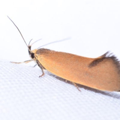 Delexocha ochrocausta (A concealer moth) at QPRC LGA - 6 Oct 2023 by DianneClarke