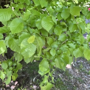 Ulmus procera at Blowering, NSW - 7 Oct 2023 11:18 AM