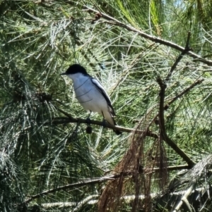 Lalage tricolor at Kaleen, ACT - 7 Oct 2023