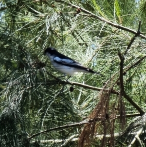 Lalage tricolor at Kaleen, ACT - 7 Oct 2023