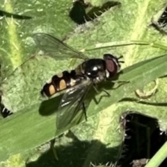 Melangyna viridiceps (Hover fly) at Kosciuszko National Park - 7 Oct 2023 by lbradley