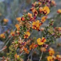 Pultenaea procumbens (Bush Pea) at McQuoids Hill - 6 Oct 2023 by BethanyDunne