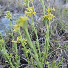 Pimelea curviflora var. sericea (Curved Riceflower) at McQuoids Hill - 6 Oct 2023 by BethanyDunne