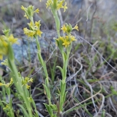 Pimelea curviflora var. sericea at Tuggeranong, ACT - 7 Oct 2023 08:24 AM