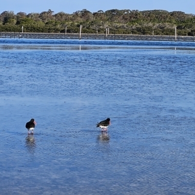 Haematopus longirostris (Australian Pied Oystercatcher) at Merimbula, NSW - 30 Sep 2023 by BethanyDunne