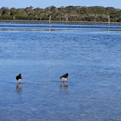 Haematopus longirostris (Australian Pied Oystercatcher) at Merimbula, NSW - 30 Sep 2023 by BethanyDunne