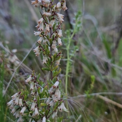 Cryptandra amara (Bitter Cryptandra) at Tuggeranong, ACT - 25 Sep 2023 by BethanyDunne