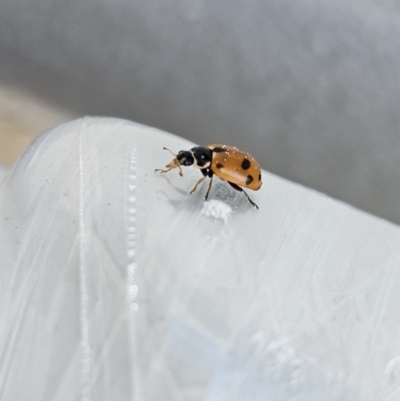 Hippodamia variegata (Spotted Amber Ladybird) at Denman Prospect, ACT - 7 Oct 2023 by AaronClausen