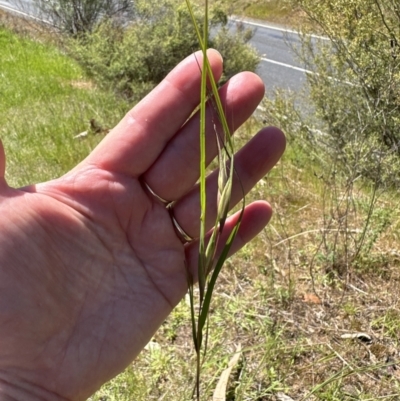 Themeda triandra (Kangaroo Grass) at Blowering, NSW - 7 Oct 2023 by lbradley