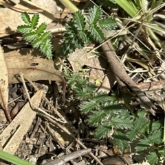 Acaena echinata (Sheeps Burr) at Blowering, NSW - 7 Oct 2023 by lbradley