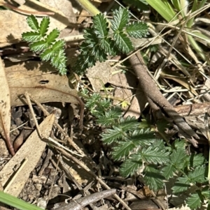 Acaena echinata at Blowering, NSW - 7 Oct 2023 12:22 PM