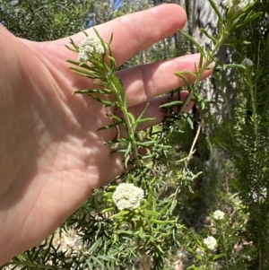 Cassinia aculeata subsp. aculeata at Blowering, NSW - 7 Oct 2023 12:34 PM