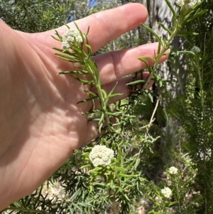 Cassinia aculeata subsp. aculeata at Blowering, NSW - 7 Oct 2023