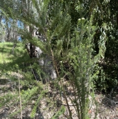 Cassinia aculeata subsp. aculeata at Blowering, NSW - 7 Oct 2023 12:34 PM