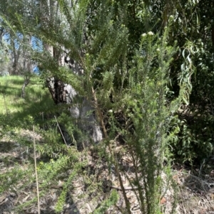 Cassinia aculeata subsp. aculeata at Blowering, NSW - 7 Oct 2023
