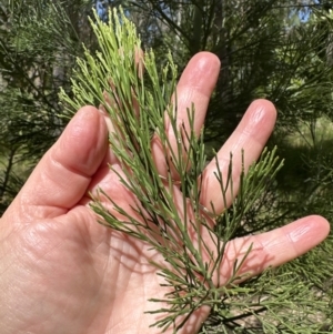 Exocarpos cupressiformis at Blowering, NSW - 7 Oct 2023