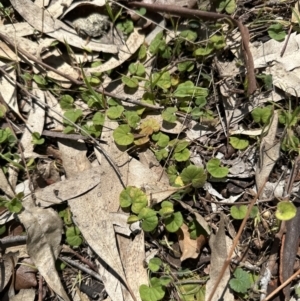 Dichondra repens at Blowering, NSW - 7 Oct 2023