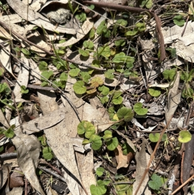 Dichondra repens (Kidney Weed) at Blowering, NSW - 7 Oct 2023 by lbradley