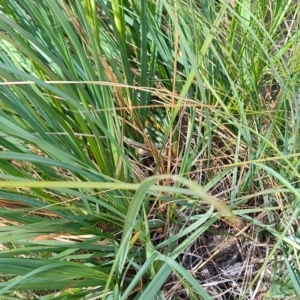 Gahnia sieberiana at Porters Creek, NSW - suppressed