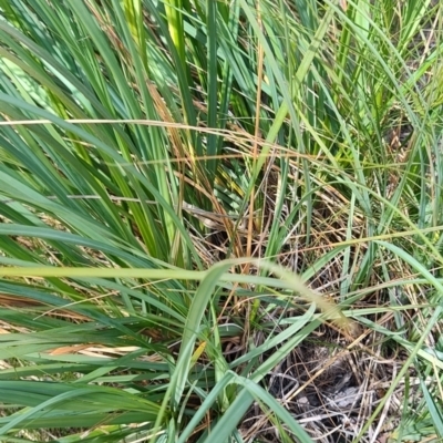 Gahnia sieberiana (Red-fruit Saw-sedge) at Morton National Park - 7 Oct 2023 by LyndalT