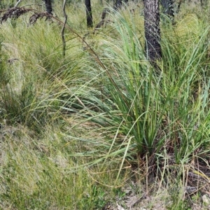 Gahnia sieberiana at Porters Creek, NSW - suppressed