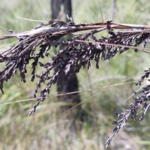 Gahnia sieberiana at Porters Creek, NSW - suppressed