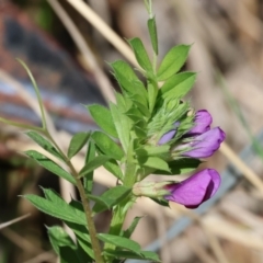 Vicia sativa (Common Vetch) at West Wodonga, VIC - 6 Oct 2023 by KylieWaldon