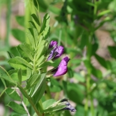 Vicia sativa at West Wodonga, VIC - 7 Oct 2023