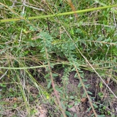 Comesperma ericinum (Heath Milkwort) at Morton National Park - 7 Oct 2023 by LyndalT