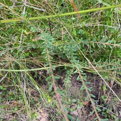 Comesperma ericinum (Heath Milkwort) at Morton National Park - 7 Oct 2023 by LyndalT