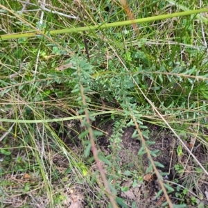 Comesperma ericinum at Porters Creek, NSW - 7 Oct 2023