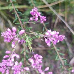 Comesperma ericinum at Porters Creek, NSW - 7 Oct 2023