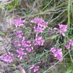 Comesperma ericinum at Porters Creek, NSW - 7 Oct 2023