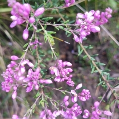 Comesperma ericinum at Porters Creek, NSW - 7 Oct 2023