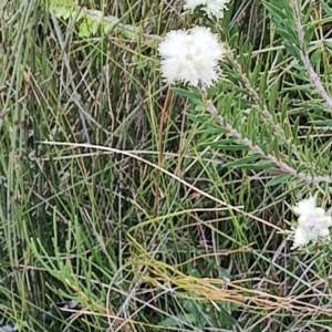 Melaleuca capitata at Porters Creek, NSW - 7 Oct 2023 11:46 AM