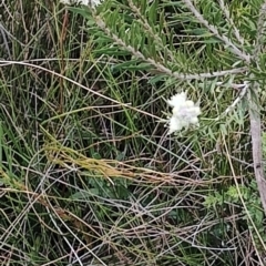 Melaleuca capitata at Porters Creek, NSW - 7 Oct 2023 11:46 AM