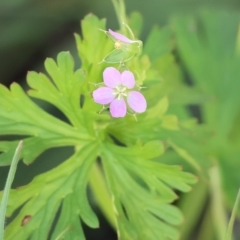 Geranium sp. Pleated sepals (D.E.Albrecht 4707) Vic. Herbarium at Wodonga - 6 Oct 2023 by KylieWaldon