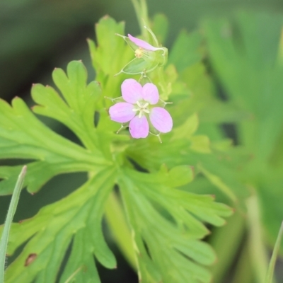 Geranium sp. Pleated sepals (D.E.Albrecht 4707) Vic. Herbarium (Naked Crane's-bill) at West Wodonga, VIC - 6 Oct 2023 by KylieWaldon