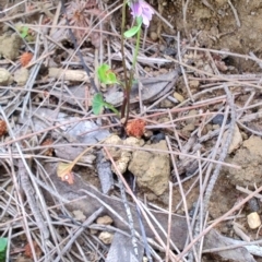Viola silicestris (Sandstone Violet) at Porters Creek, NSW - 7 Oct 2023 by LyndalT
