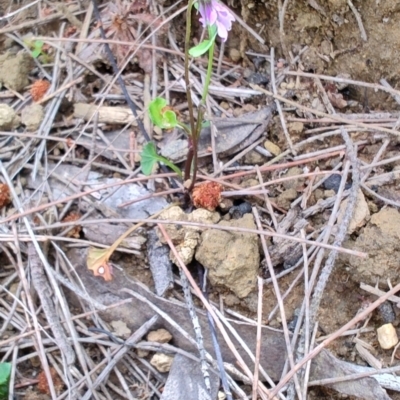 Viola silicestris (Sandstone Violet) at Porters Creek, NSW - 7 Oct 2023 by LyndalT