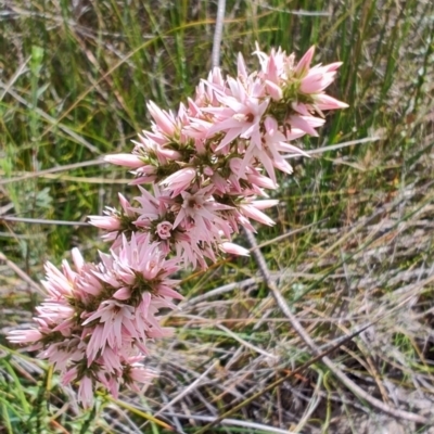 Sprengelia incarnata (Pink Swamp-heath) at Porters Creek, NSW - 7 Oct 2023 by LyndalT